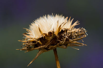 Close-up of wilted dandelion