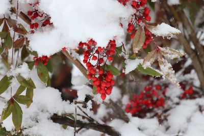 Close-up of snow on berries