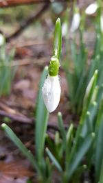 Close-up of white flower