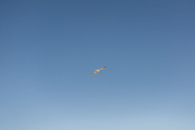 Low angle view of bird flying in sky