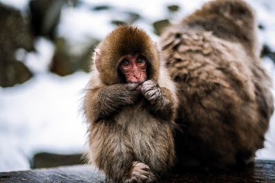 Close-up of monkey sitting outdoors