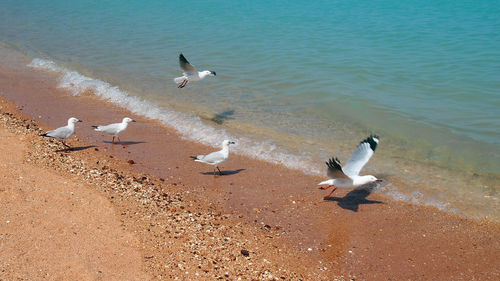 Seagulls flying over water