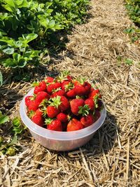 High angle view of fruits on plant in field