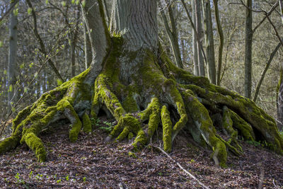 Moss growing on tree in forest