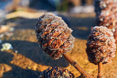 Close-up of snow on plant