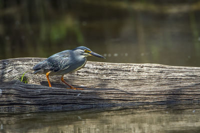 Striated heron perching on wood