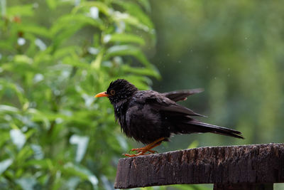 Close-up of bird perching on wooden post