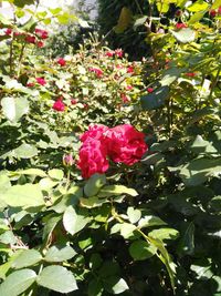 Close-up of red flowers blooming outdoors