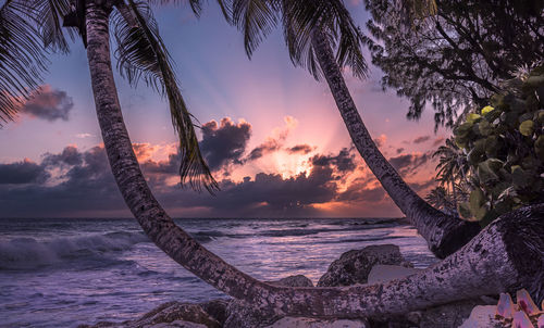 Setting sun framed by the palm trees, maxwell beach, barbados.