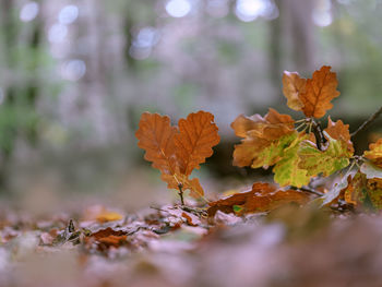 Close-up of dry maple leaves on tree