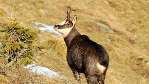 Deer standing in grass