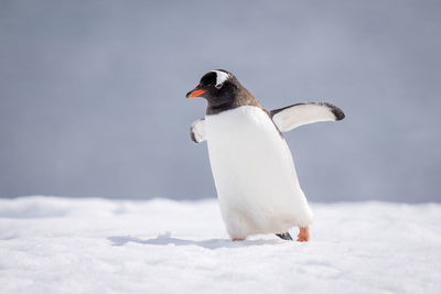 Gentoo penguin almost overbalances walking across snow