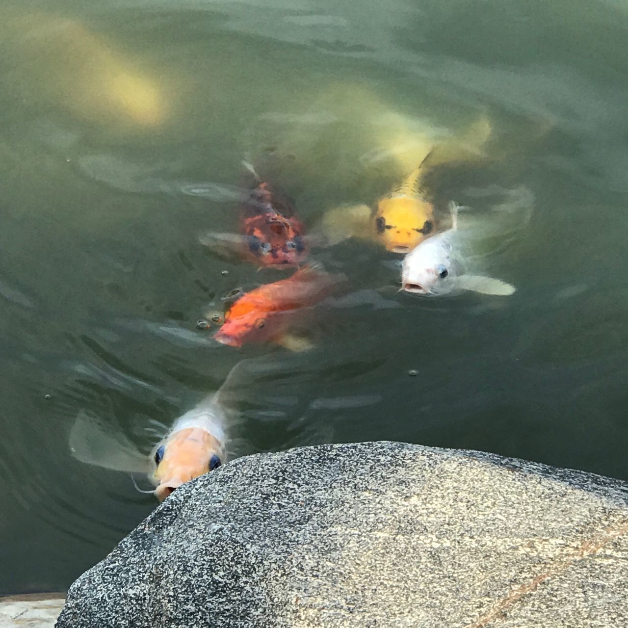 HIGH ANGLE VIEW OF FISH IN WATER