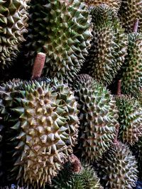 Full frame shot of succulent plant