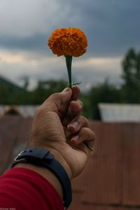 Close-up of hand holding marigold against cloudy sky