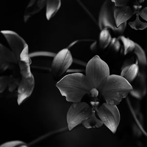 Close-up of flowering plant