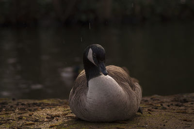 Canada goose on riverbank during monsoon