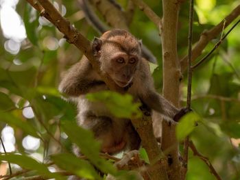 Monkey sitting on tree branch and looking to start action