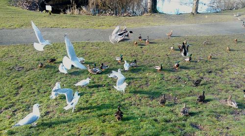 View of grassy field