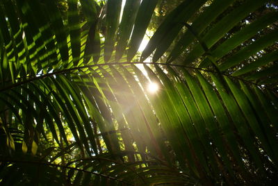 Low angle view of bamboo trees