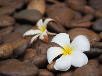 Close-up of white flowers