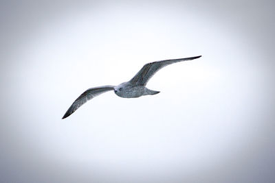 Low angle view of bird flying against clear sky