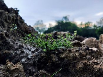 Close-up of small rock