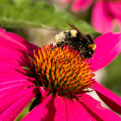 Close-up of insect on pink flower