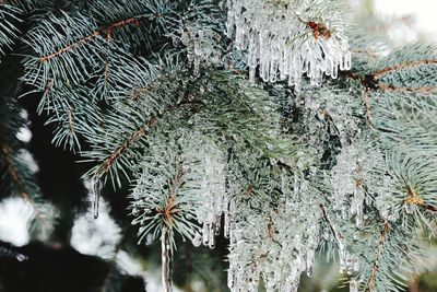 Close-up of pine tree during winter