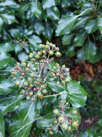 Close-up of flowering plant