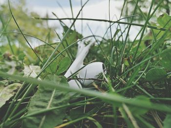 Close-up of grass