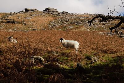 Sheep at black tor copps