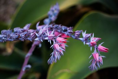 Close-up of pink flowering plant