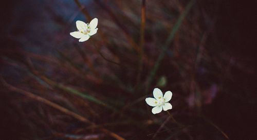 Close-up of white flowers blooming outdoors