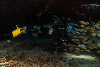 Fish swimming in sea