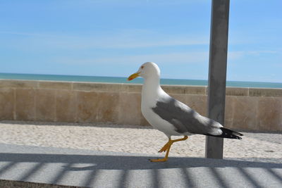 Seagull perching on a wall