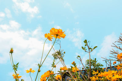 Low angle view of yellow flowering plants on field against sky