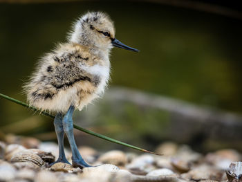 Close-up of a bird