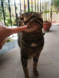 Human hand holding cat