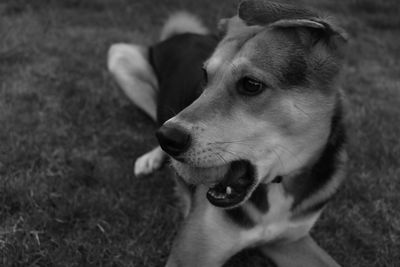 Close-up of dog looking away