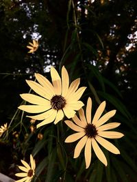 Close-up of yellow flowers blooming outdoors