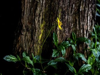Close-up of tree trunk in forest
