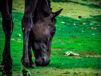 View of a horse on field