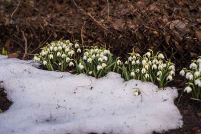 Close-up of white flowering plants on field