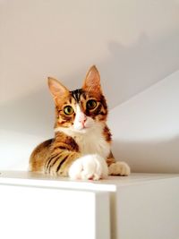 Portrait of cat relaxing at home