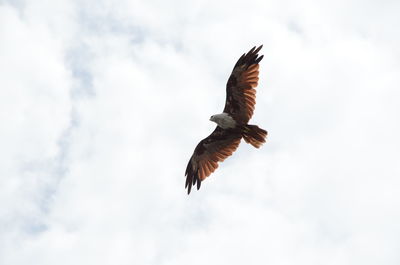 Low angle view of eagle flying against cloudy sky