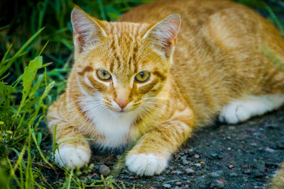 Portrait of tabby cat lying on land