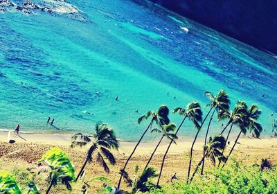 Palm trees on beach