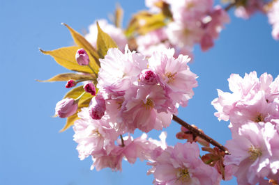 Low angle view of pink cherry blossoms against sky