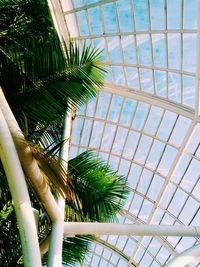 Low angle view of palm trees against sky